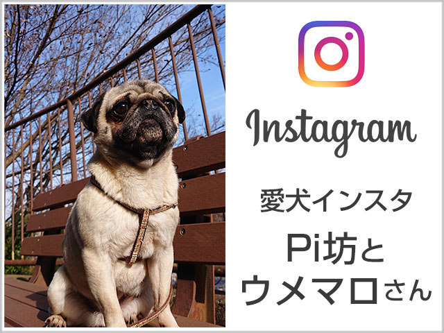 『愛犬インスタ』Pi坊とウメマロさん